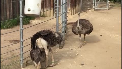 The ostrich at the zoo