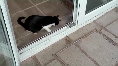 What Happens When Cats See a Moth!
