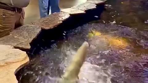 Star of the Zoo