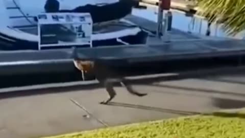 Funny Animal kids