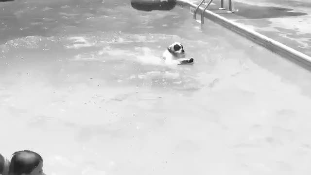 Boxer dog leaps into the pool! Summer fun
