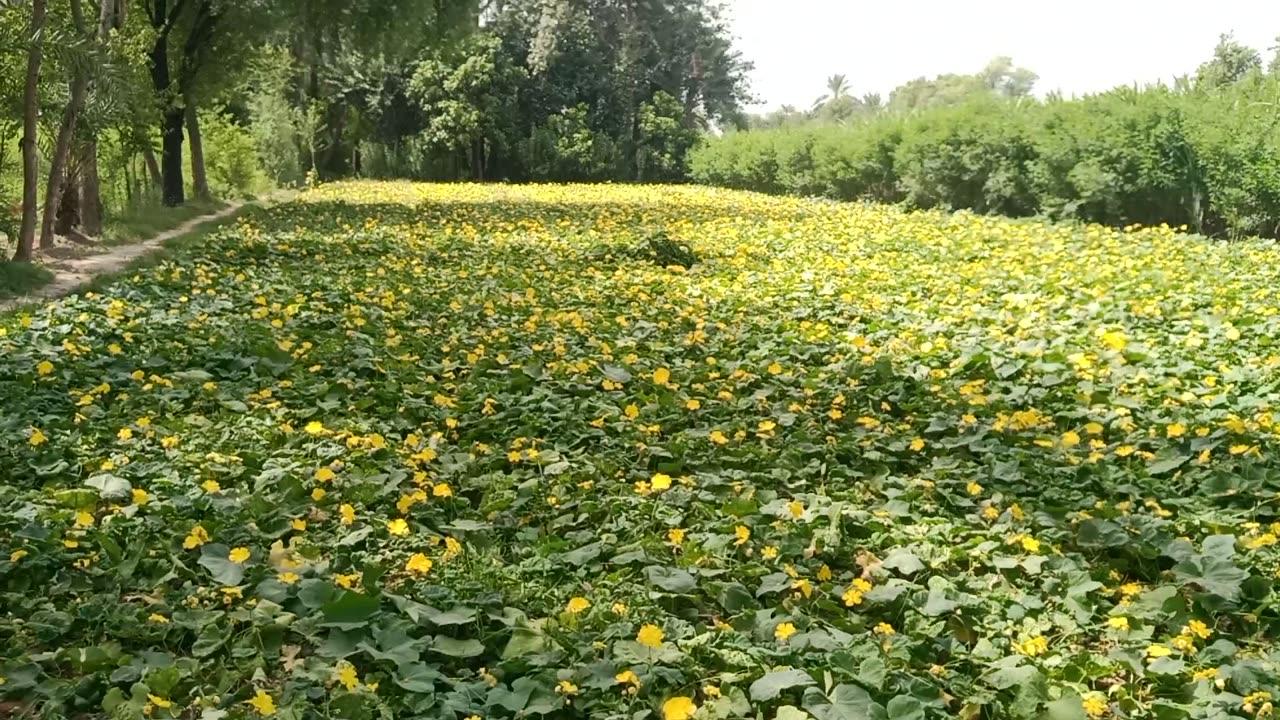 A beautiful garden of yellow flowers | Eyes catching beauty of flowers