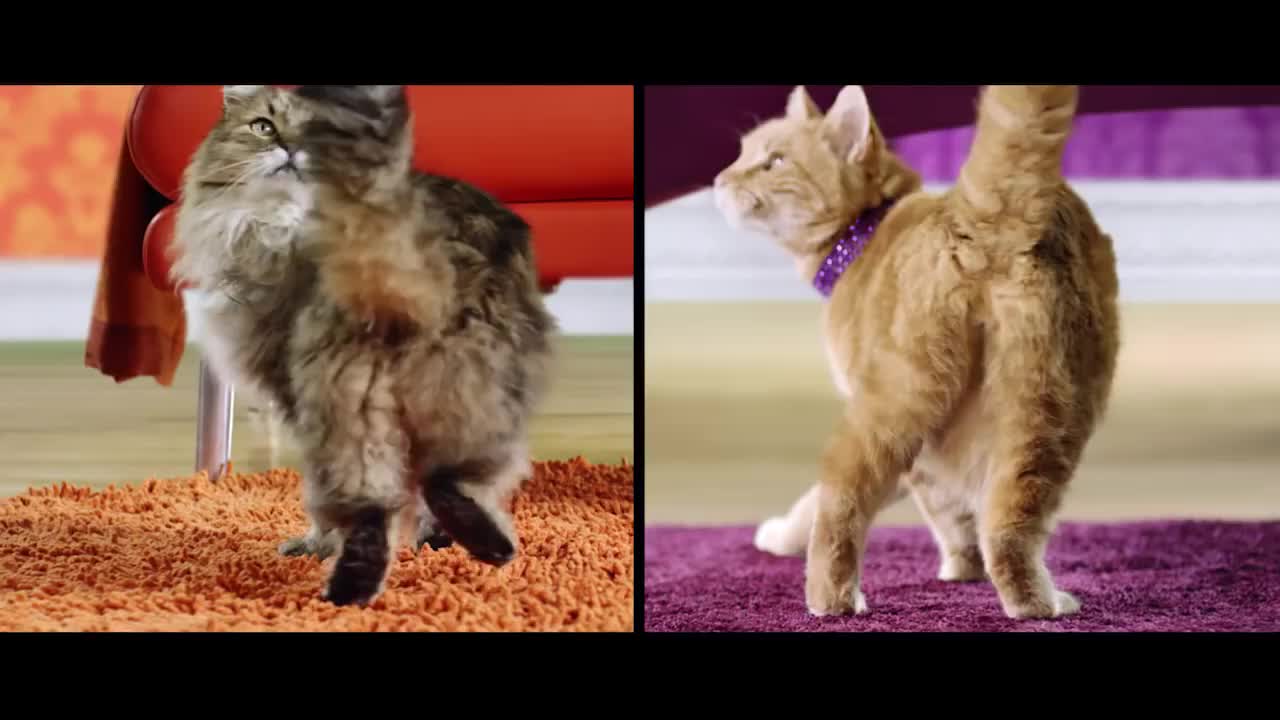 Meow Mix - _The Shelines_ Director's Cut