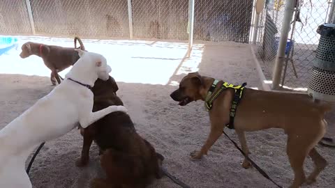 Dogs playing: Episode 30