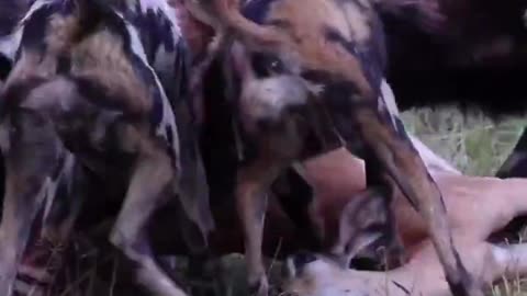Wild Dogs Grubbing Out