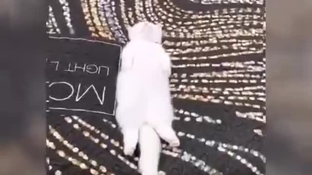 funny cats