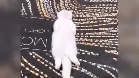 funny cats