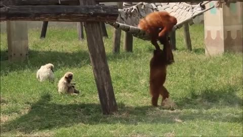 Playtime Extravaganza | Cute Gibbons Playing and Climbing