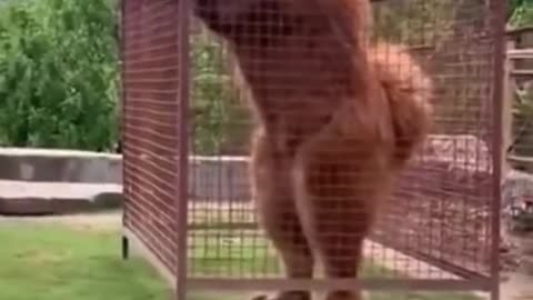 Dangerous dog # tibetan mastiff dangerous 🔥 short # video # tibetan mastiff