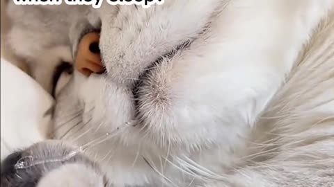 CatsaidWhydoIsnoreanddrool