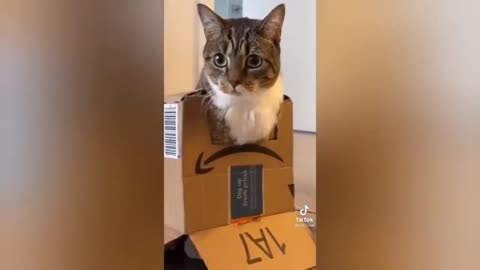 HOUR FUNNY CATS COMPILATION 2022😂_ Funny and Cute Cat Videos😸 ! - 171