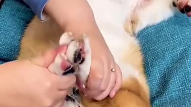 Dog Training | How to Train Dog? Funny Dog Video Smart Dog video