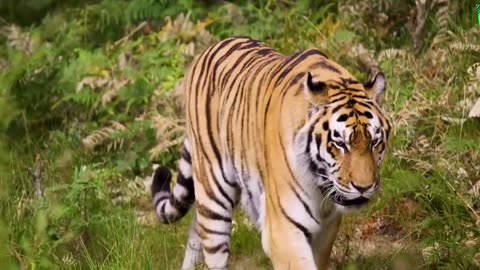 What Happens When Male Tiger _ Female Lion Mate