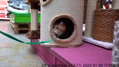 Pet Shop