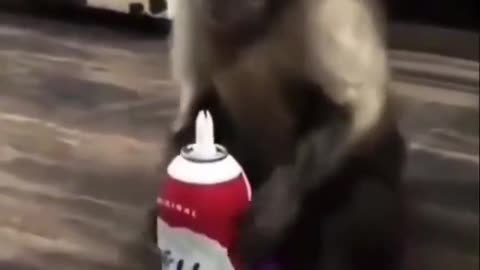 Cool Little Monkey