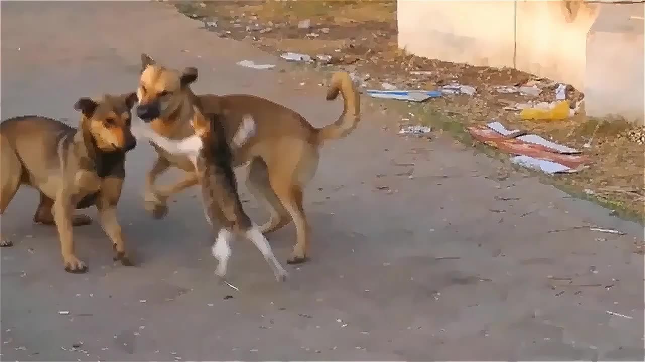 Check Out These Hilarious Animal Videos: Funny Animal Fails and Life Moments