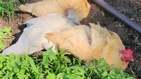 OMC! Silly little dirty birds 2! - Chickens gone wild! Dirt bathing hens! #dirty #birds #hen #shorts