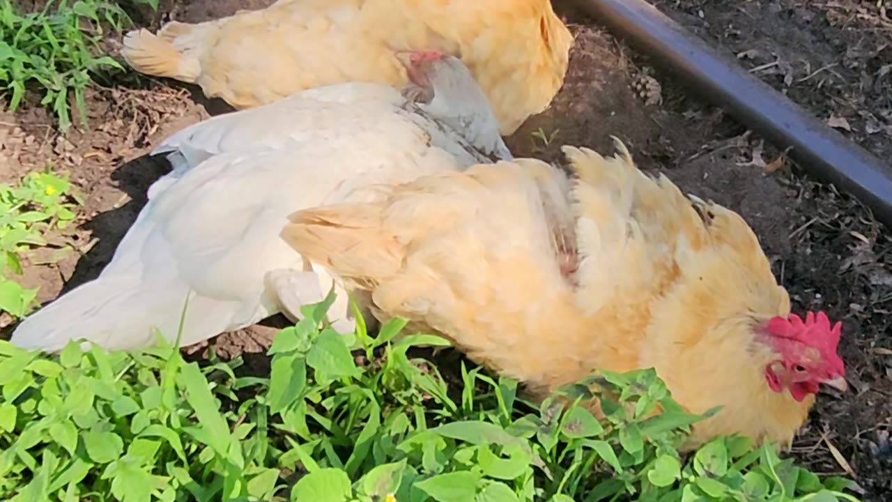 OMC! Silly little dirty birds 2! - Chickens gone wild! Dirt bathing hens! #dirty #birds #hen #shorts