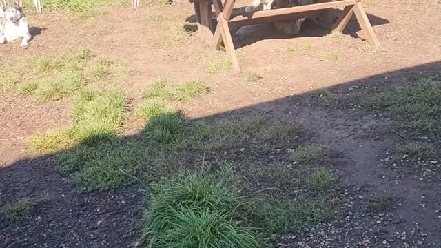 Cute Kid Hugs Every Husky