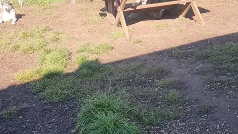 Cute Kid Hugs Every Husky
