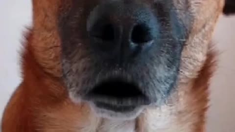 Truth Pups, Behind the scenes.
