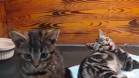 The little cat is playing