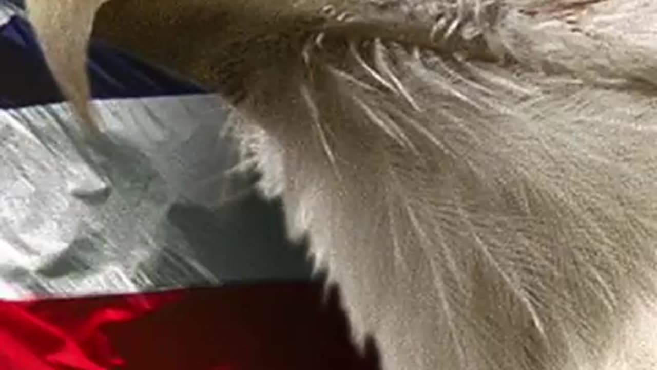 ULTRA MAGA PARTY 👑 - Natalie Winters: "A coup in the military has already happened!"