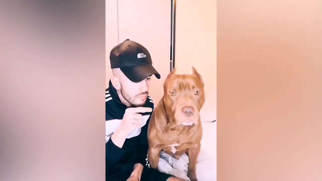 funny pets