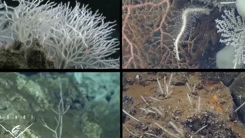 The Terrifying Creatures In ANTARCTICA That SCARES Scientists