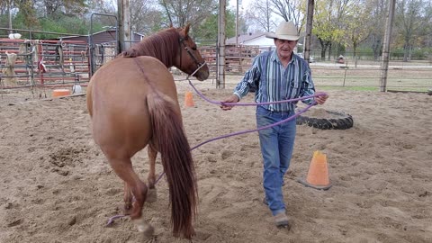 Set ur horse up to win