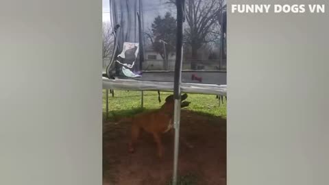 Funny cats and dogs compilations 😂