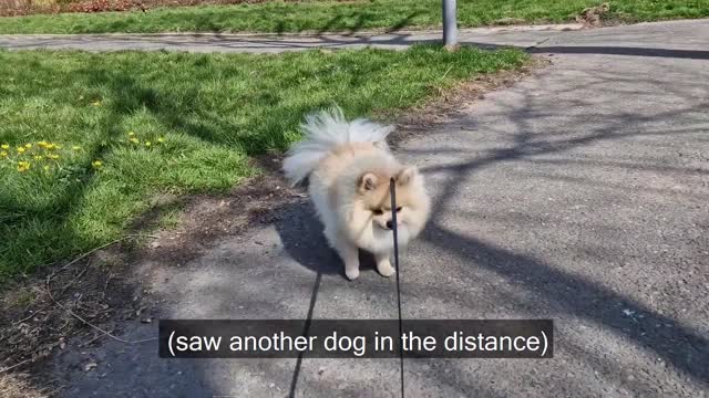Daily Life Routines Episode 5 Pomeranian Dog
