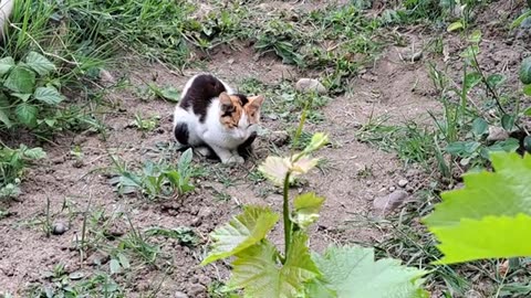 Cute colorful cat eats grass.