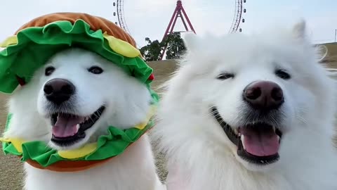 Funny dog