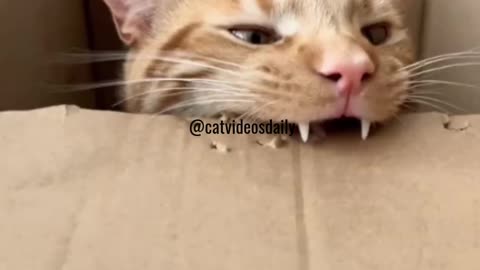 Cute Cat Video Adorable Cat Video Kitten Video Sleeping Cat Video Lovely Cat Cute Cat Baby Video 4