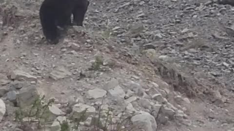 Jasper Alberta - Blac Bear 🐻
