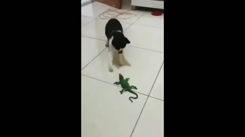 Funniest Cats and Dogs 🐱🐶 Funniest Animals 2022 😂 - Part 3