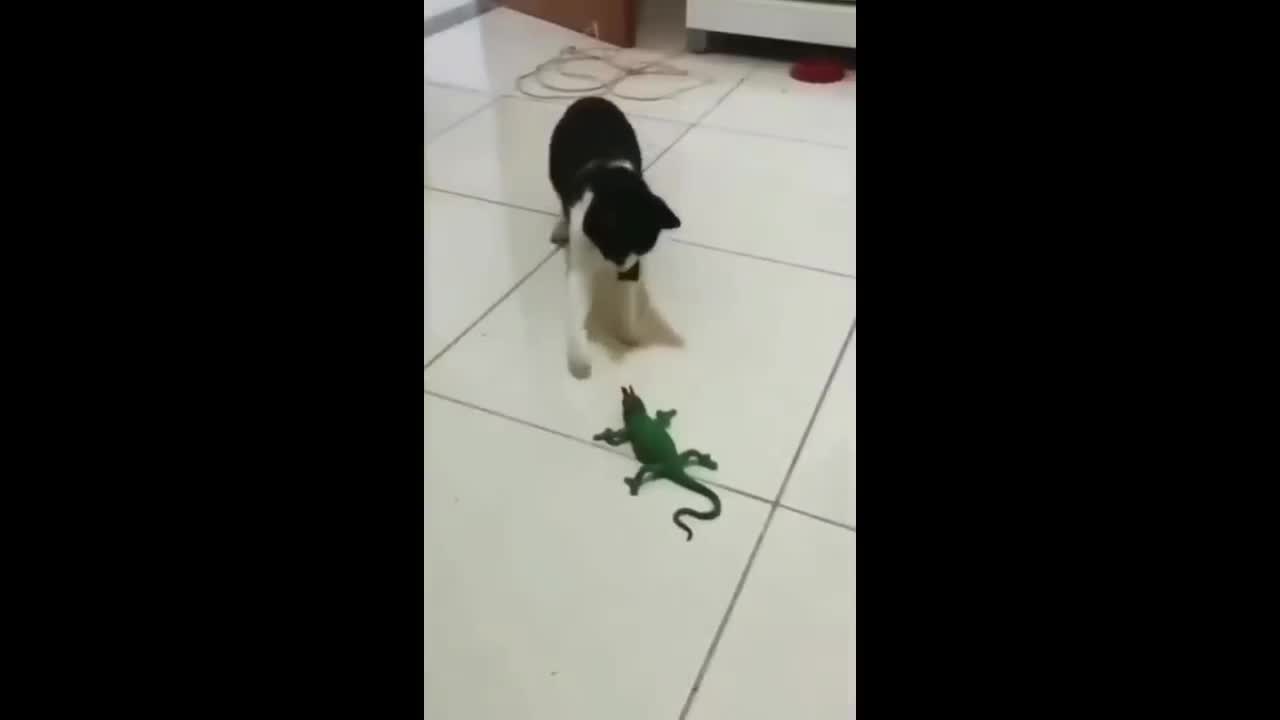 Funniest Cats and Dogs 🐱🐶 Funniest Animals 2022 😂 - Part 3