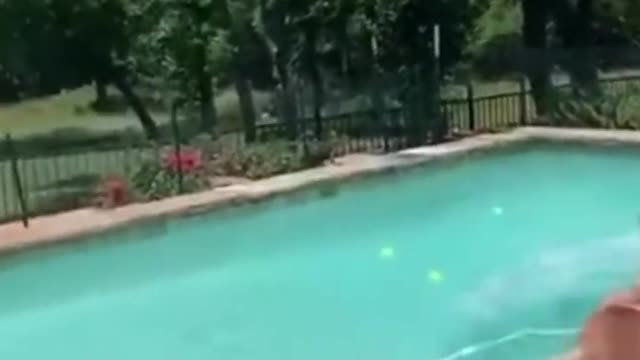 Funniest Animals Video Funny Dogs #funny #funnyvideo #funnyvideos #dog #funnydogs #doglover #animal