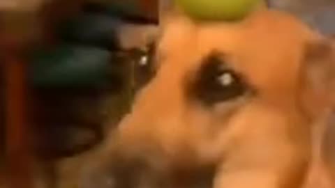 Dog funny video 😅😂