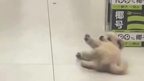 A Puppy's Grocery Store Adventure