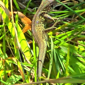 Cute little lizard in the grass.