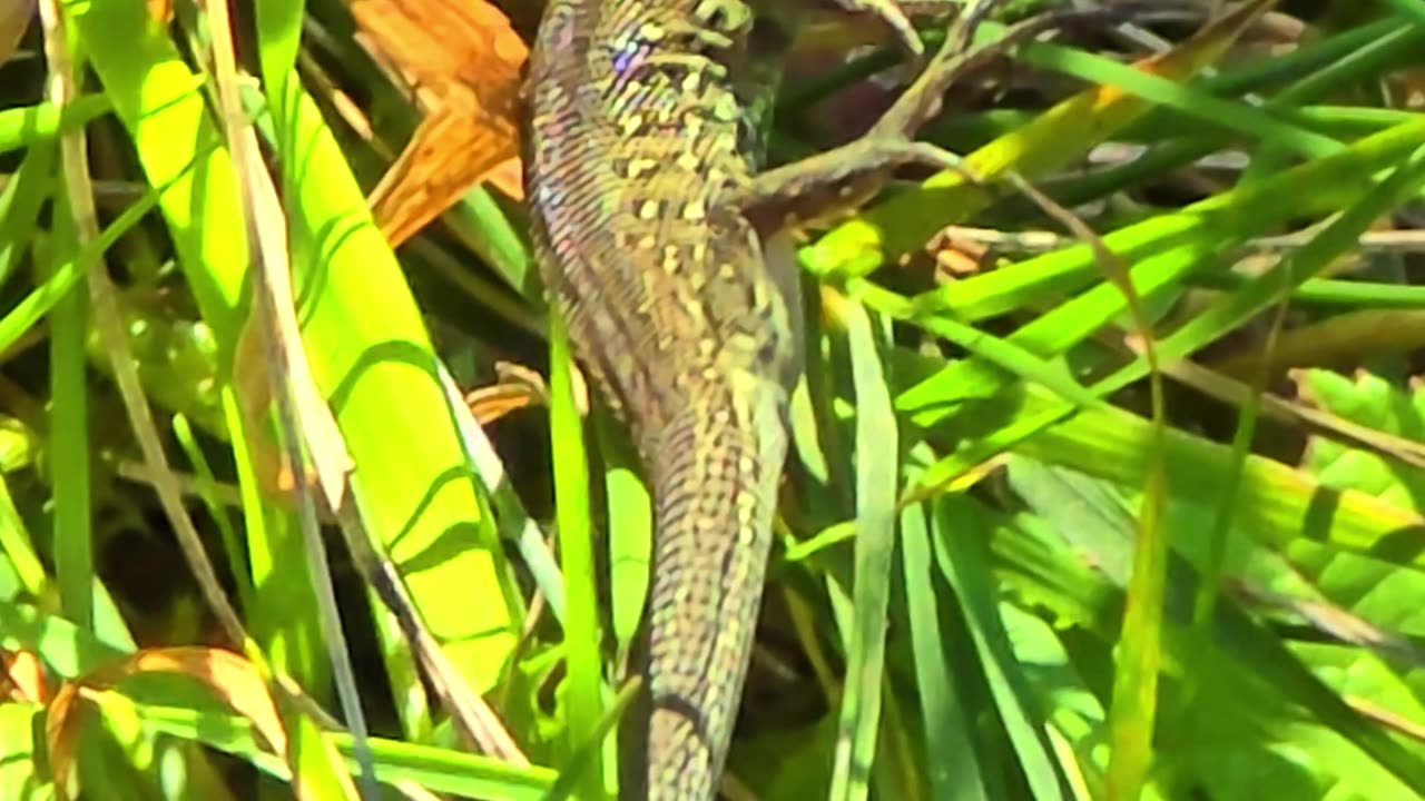 Cute little lizard in the grass.