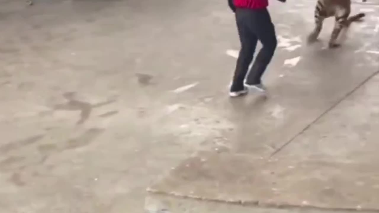 Funny video