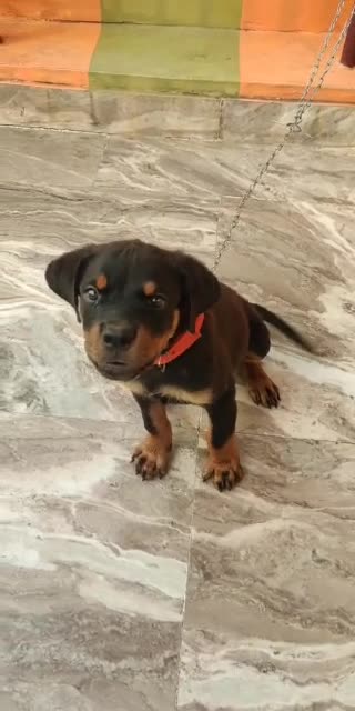 Rottweiler puppy