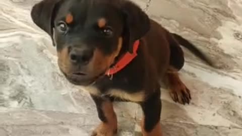Rottweiler puppy