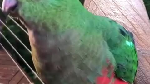 PARROT