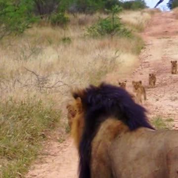Cute Lion Cubs Rush to Catch up to Daddy ❤️😁😍🥰
