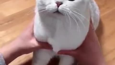 Best and cute funny pets || all pets lover are here || 2020 ||