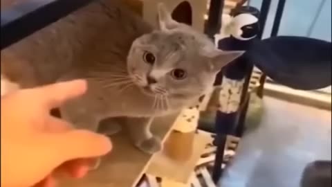 Cats and Dogs 🐶🐱 Funny Animal Videos #10